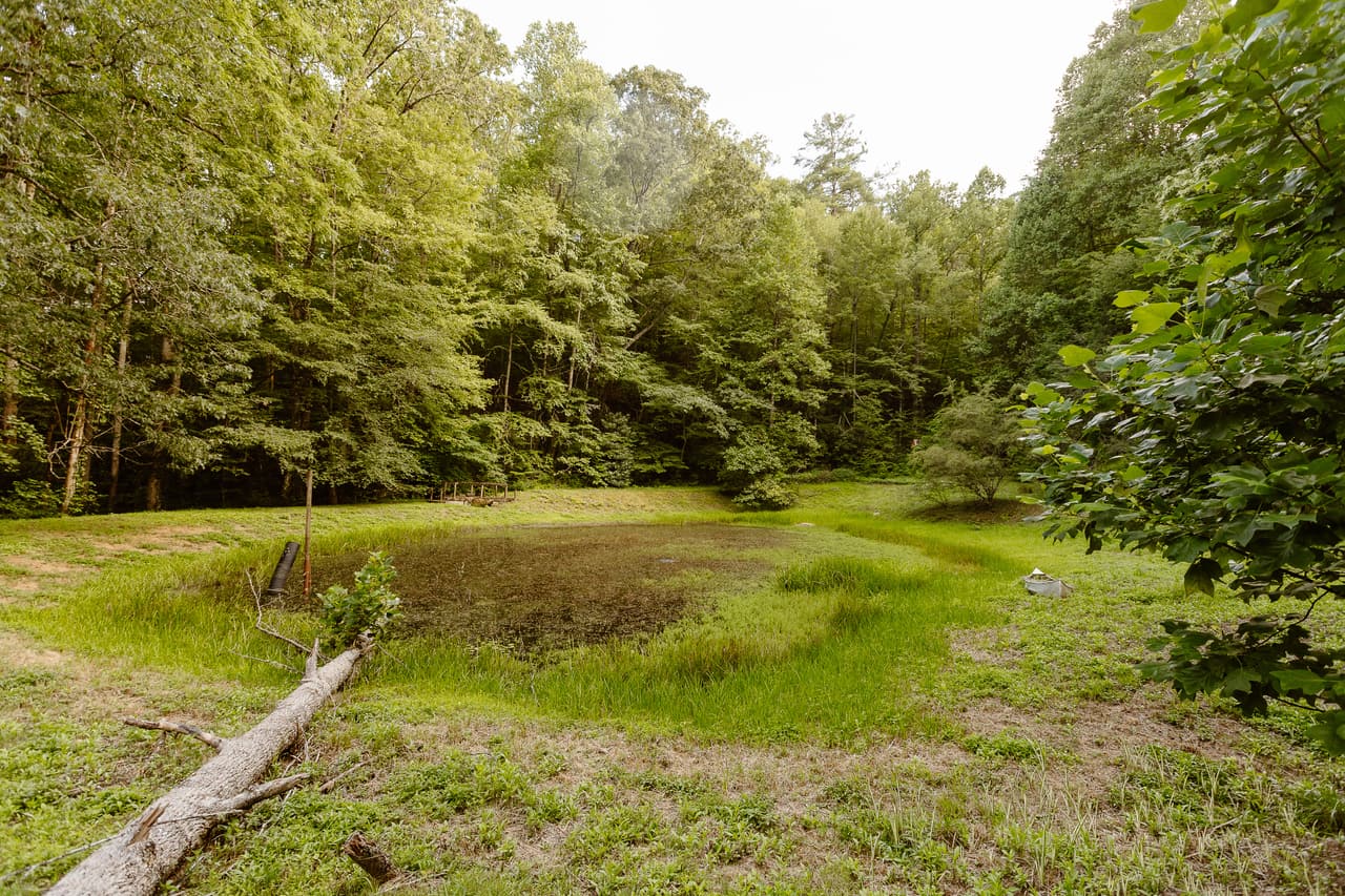 The pond in a grassy clearing, a fallen log at its edge and forest all around